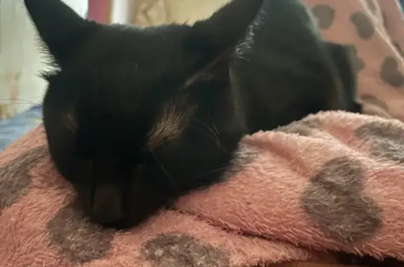 Кошки потеряшки, Можайск, фото: Потеряшка кот, Вокзальная ул. 29, Можайск