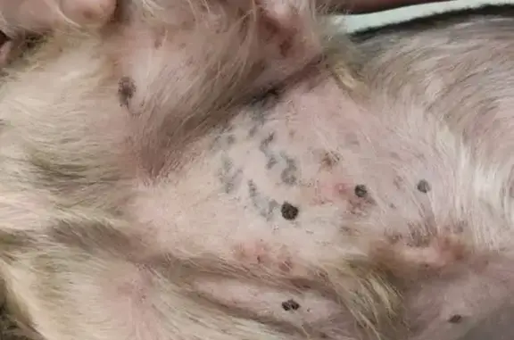 Найдена собака, Киров, фото: Йоркширский терьер найден на Московской, 148