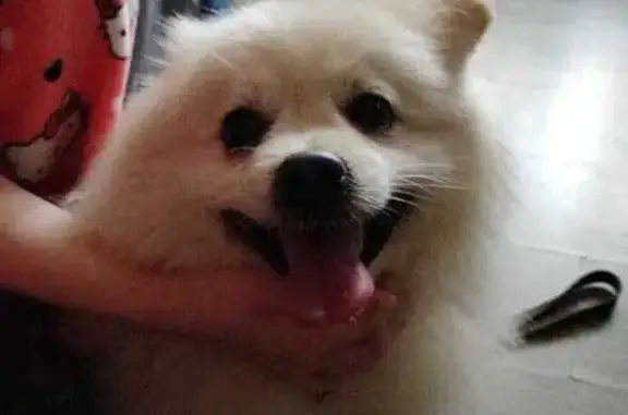 Найдена собака, Кимры, фото: Найдена собака, ул. Кропоткина, 16, Кимры