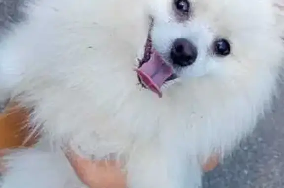 Найдена собака, Почеп, фото: Шпиц найден в Почепе, ул. Садовая