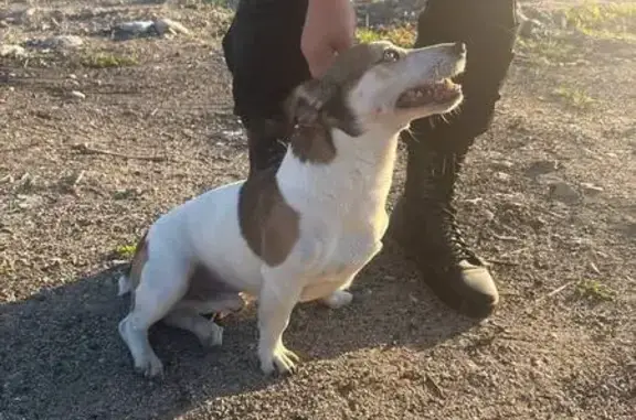 Собака найдена: Колхозная 12, Мурманск