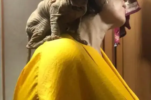 Найдена кошка, Белово, фото: Котёнок найден на ул. Железнодорожная, 29