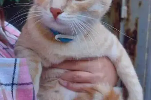 Котик найден: 3-й Новопавловский пр., 18