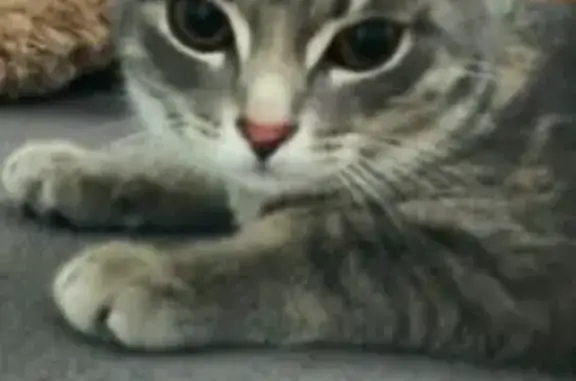 Кошки потеряшки, Тюмень, фото: Потеряшка кошка, ул. Сперанского 17, Тюмень