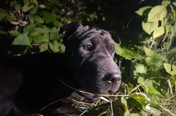 Найдена собака, Белорецк, фото: Найдена собака, стадион 