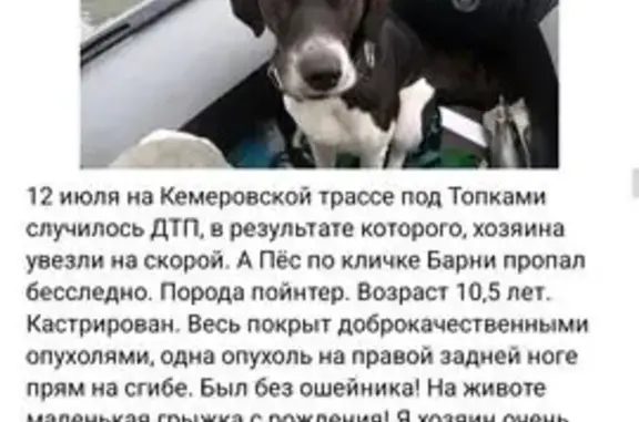 Пропала собака, ул. Микрорайон 3В, Топки