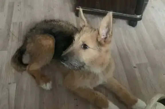 Собаки потеряшки, Ангарск, фото: Потеряшка собака, 24, Ангарск