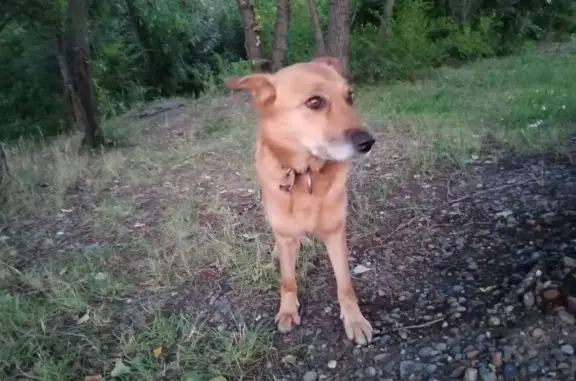 Найдена собака, Абакан, фото: Собака найдена: ул. Ярыгина, 74, Абакан