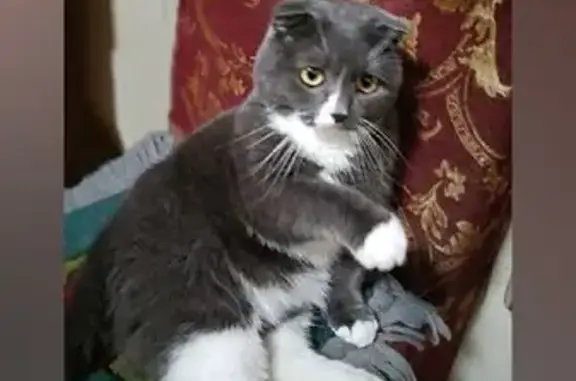 Пропал кот Тимоша, ул. Карла Маркса, 69