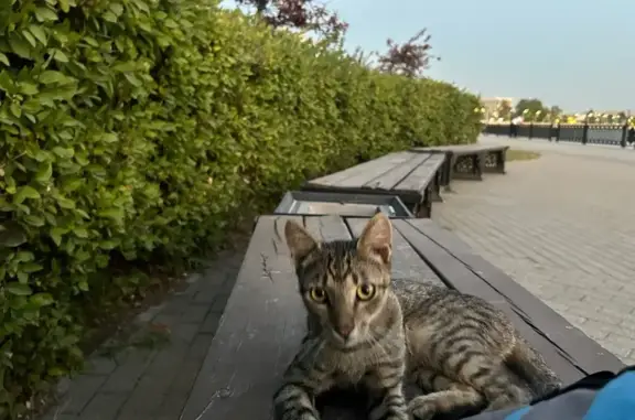 Котёнок найден на Кубанской Набережной