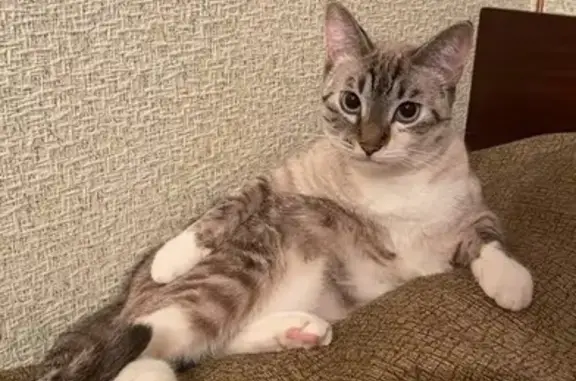 Кошки потеряшки, Черноголовка, фото: Потеряшка кошка Киса, Школьный бул., 3