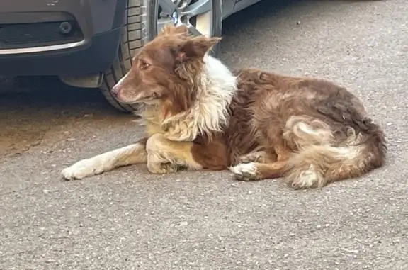 Найдена собака, Евпатория, фото: Собака найдена: ул. Фрунзе, 53, Евпатория