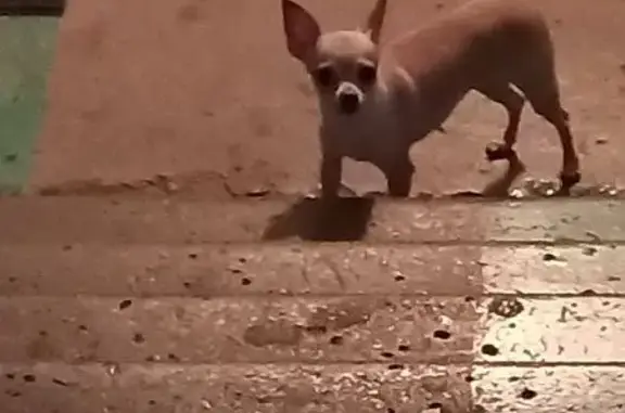 Собака найдена: пр. Стачки, 223 к2, Ростов-на-Дону