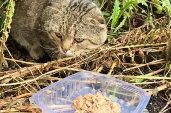 Кошка найдена: пр. Строителей, 50, Киров