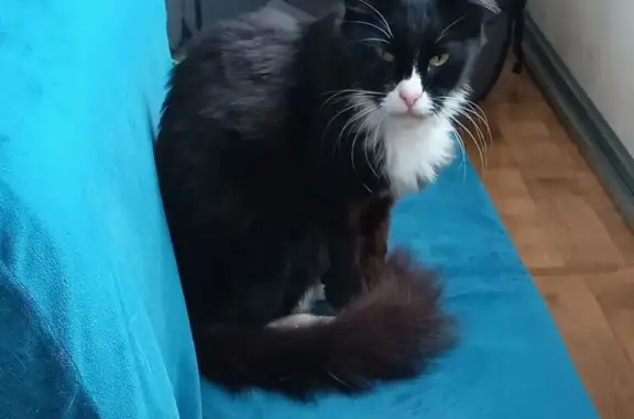 Найдена кошка, Вологда, фото: Кошка найдена: Герцена, 119, Вологда