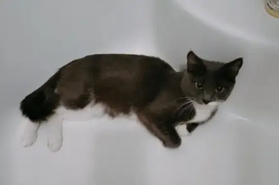 Найдена кошка, Нижневартовск, фото: Кошка найдена: ул. Нефтяников, 66, Нижневартовск