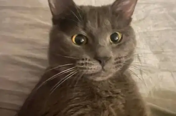 Кошки потеряшки, Красноярск, фото: Потеряшка кошка у Ярыгинская наб. 19А