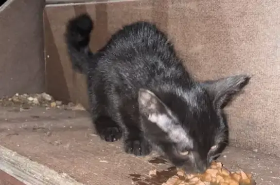 Найдена черная кошка, Карагайлы 13К1, Сибай