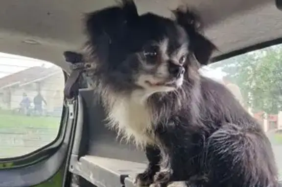 Найдена собака, Ивановская область, фото: Найдена собака у жд переезда, 1-я Балинская