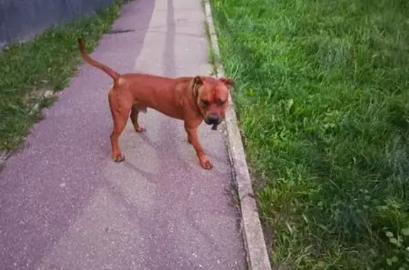 Собака найдена: ул. Свердлова 4, Смоленск