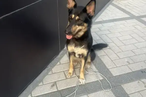 Овчарка найдена у Спара, Калининградский пр., 70Б