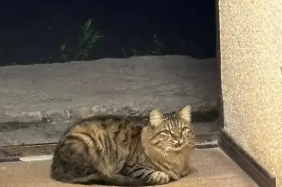 Кот найден: Мервинская ул., 7, Рязань
