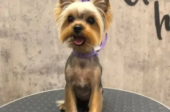 Собаки потеряшки, Барнаул, фото: Потеряшка собака на Павловском тракте, 192А