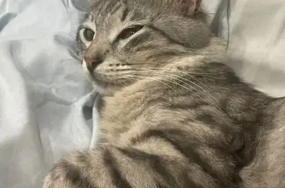 Найдена кошка, Ульяновск, фото: Кошка найдена, Автозаводская 54, Ульяновск