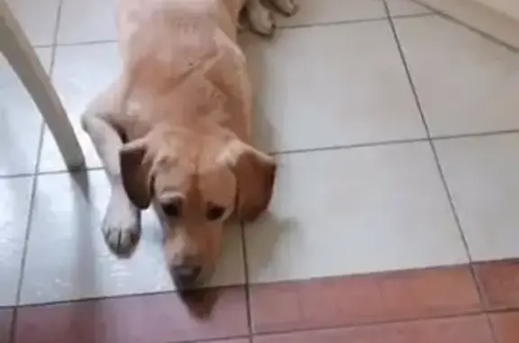 Собаки потеряшки, Одинцово, фото: Потеряшка собака, ул. Чистяковой, Одинцово