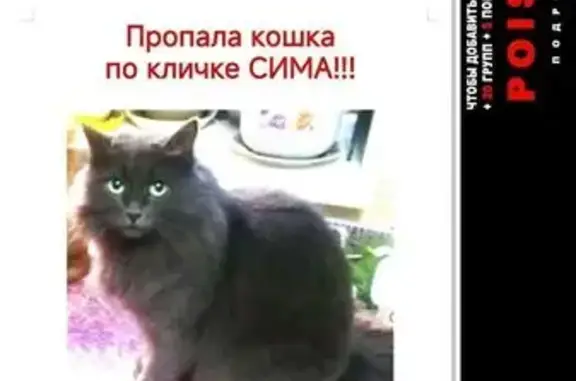 Пропала кошка, Балашиха, 2