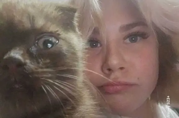 Пропала кошка, Ново-Пролетарская, Новозыбков