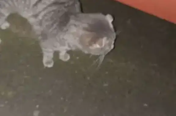 Объявления о пропавших и найденных животных, Саров, фото: Кошка найдена у подъезда на Куйбышева, 36