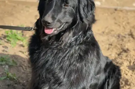 Потерянные животные Пермь, фото: Пропала собака, Встречная ул. 37, Пермь