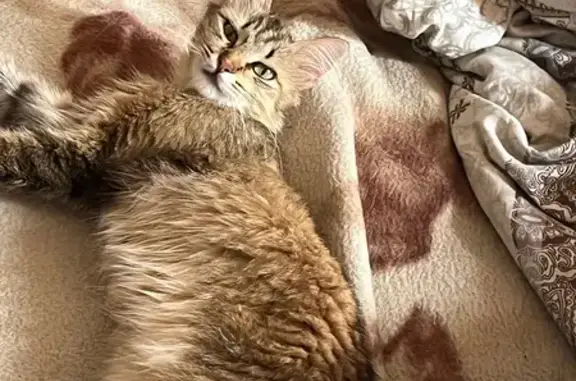 Кошки потеряшки, Тула, фото: Потеряшка кошка, Ложевая 131А, Тула