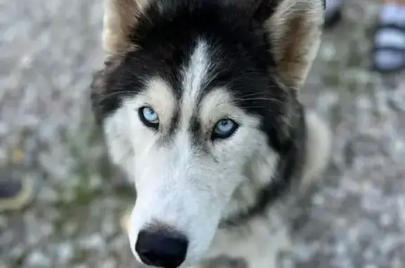 Собака найдена у 41К-795, Новосельское - photo