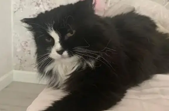 Кошки потеряшки, Веселое, фото: Потеряшка кошка, Васильковый пер., 6/8