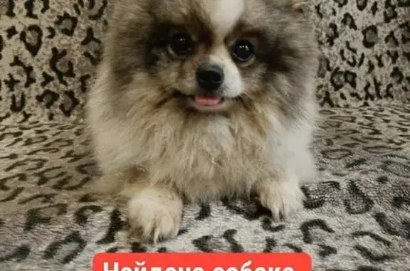 Найдена собака, Воронеж, фото: Собака найдена: переулок Здоровья, 5, Воронеж