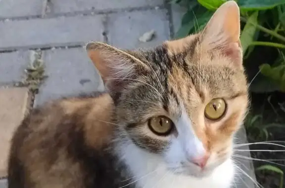 Трехцветная кошка найдена на Гайдара, 49