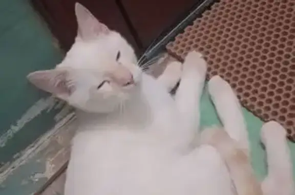 Кошка найдена: Молодёжная 9, Кирово-Чепецк