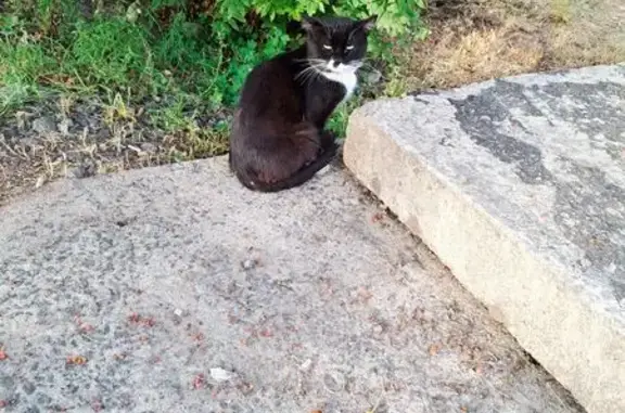 Найдена кошка, Петрозаводск, фото: Кошка найдена: ул. Сусанина, 12, Птз