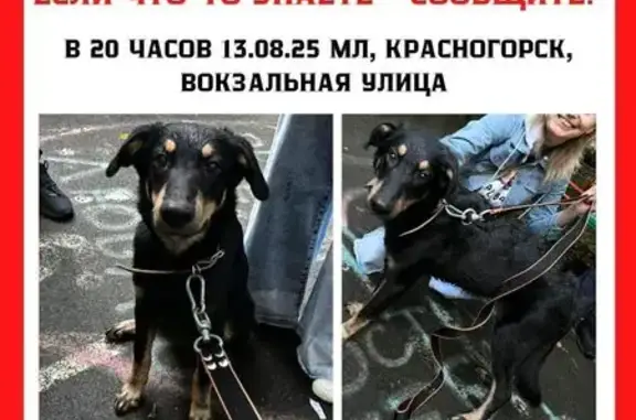 Найдена собака, Вокзальная ул., Красногорск
