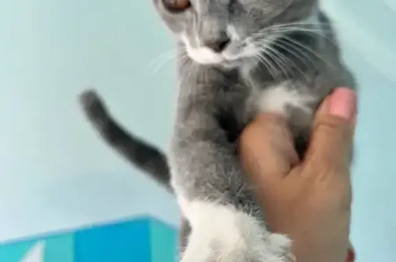 Найдена кошка, Ростов-на-Дону, фото: Котёнок найден: 2-я Краснодарская, 90, Ростов-на-Дону