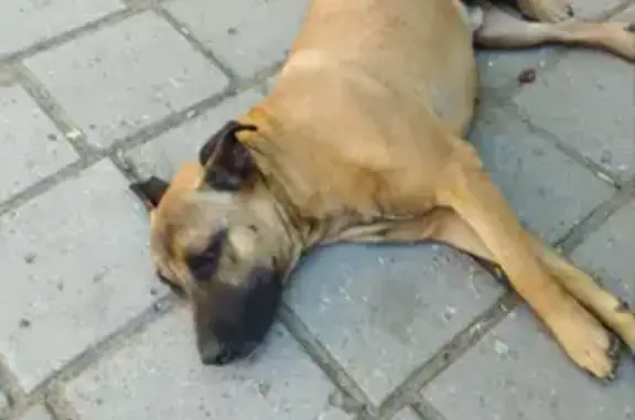 Найдена собака, Керчь, фото: Найден пёс, Курортная ул., Керчь