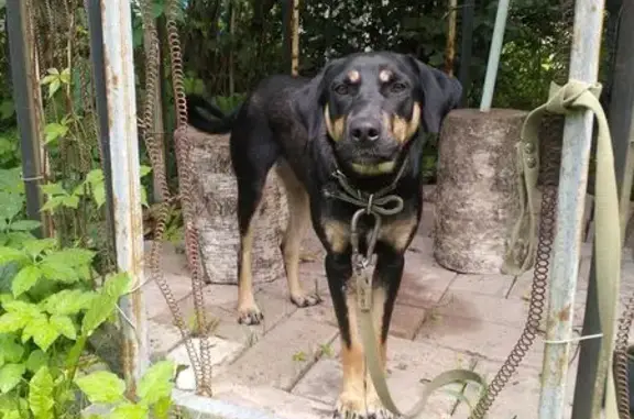 Найдена собака, Старица, фото: Найдена собака, ул. Ленина, 1, Старица