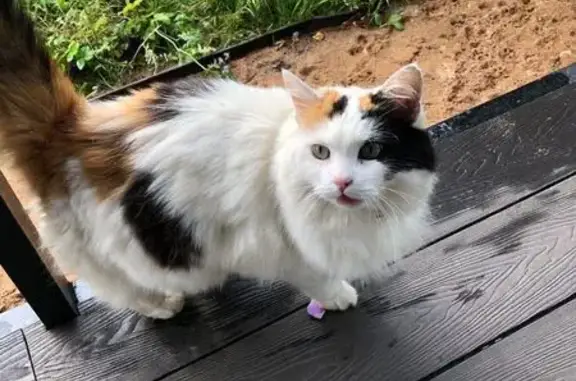 Найдена кошка, Ропшинское сельское поселение, фото: Кошка найдена: 7-я Речная ул., Ропша