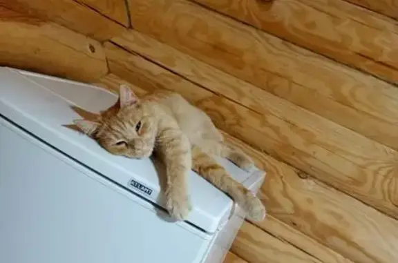 Кошки потеряшки, Коломна, фото: Потеряшка рыжий кот, ул. Октябрьской Революции, 279