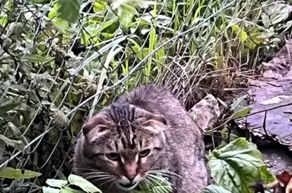Кошка найдена в СНТ «Заря», Чебоксары