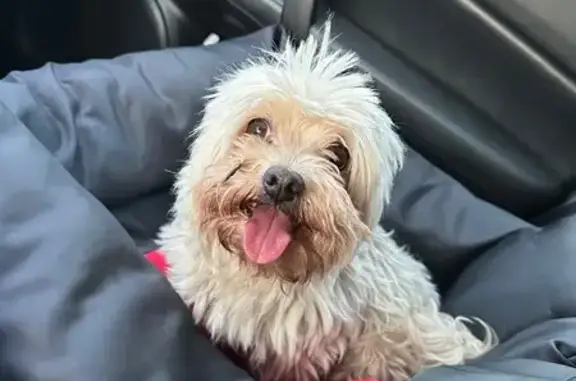 Найдена собака, Батайск, фото: Собака найдена на Восточном шоссе, Батайск