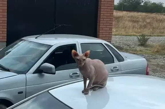 Кошки потеряшки, Грозный, фото: Потеряшка кошка на Садовой улице, Грозный