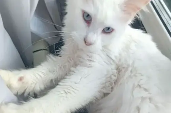 Кошки потеряшки, Южно-Сахалинск, фото: Потеряшка кошка, Пограничная 24, Ю-Сахалинск